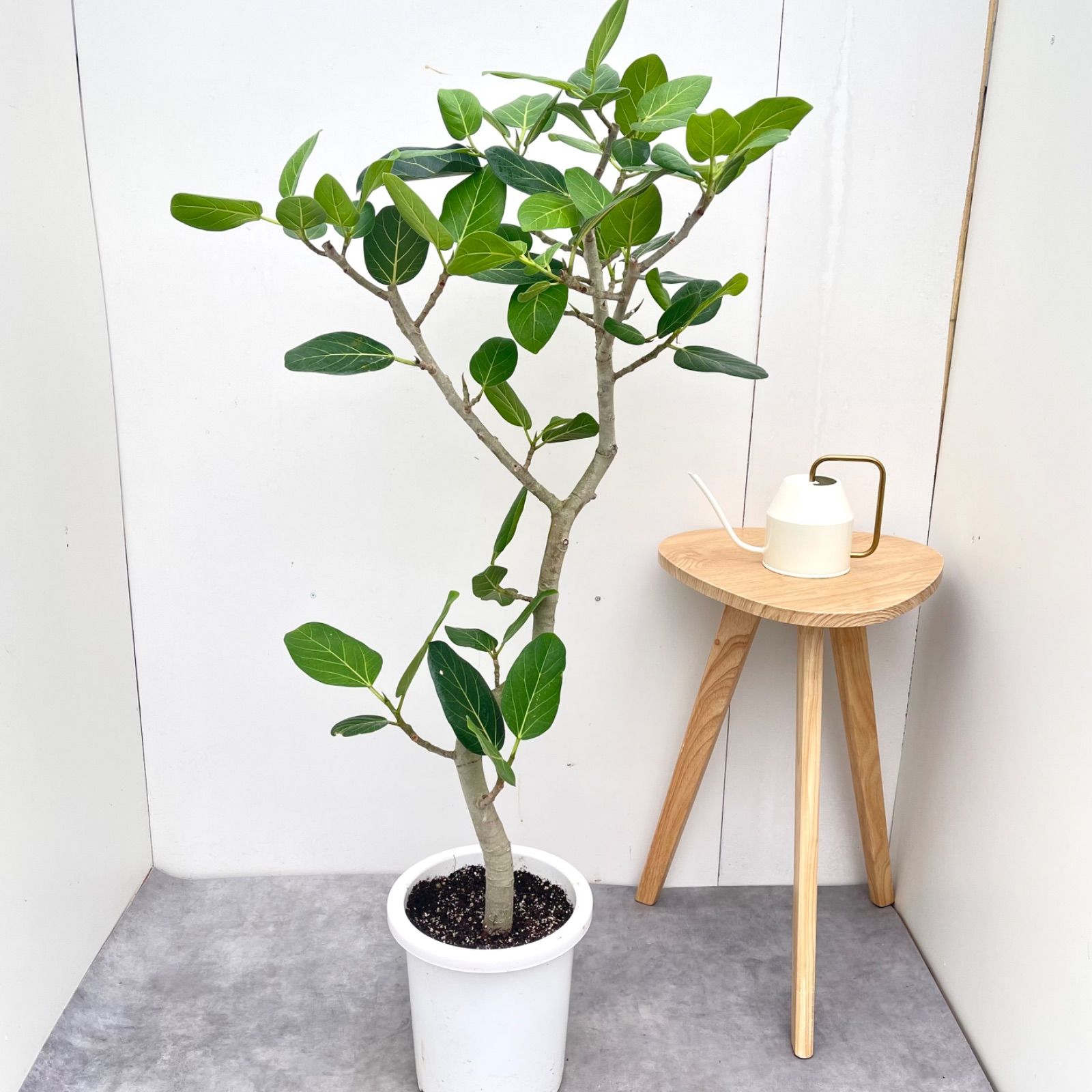 フィカス　ベンガレンシス　曲がり　27【現品】観葉植物　大型　室内