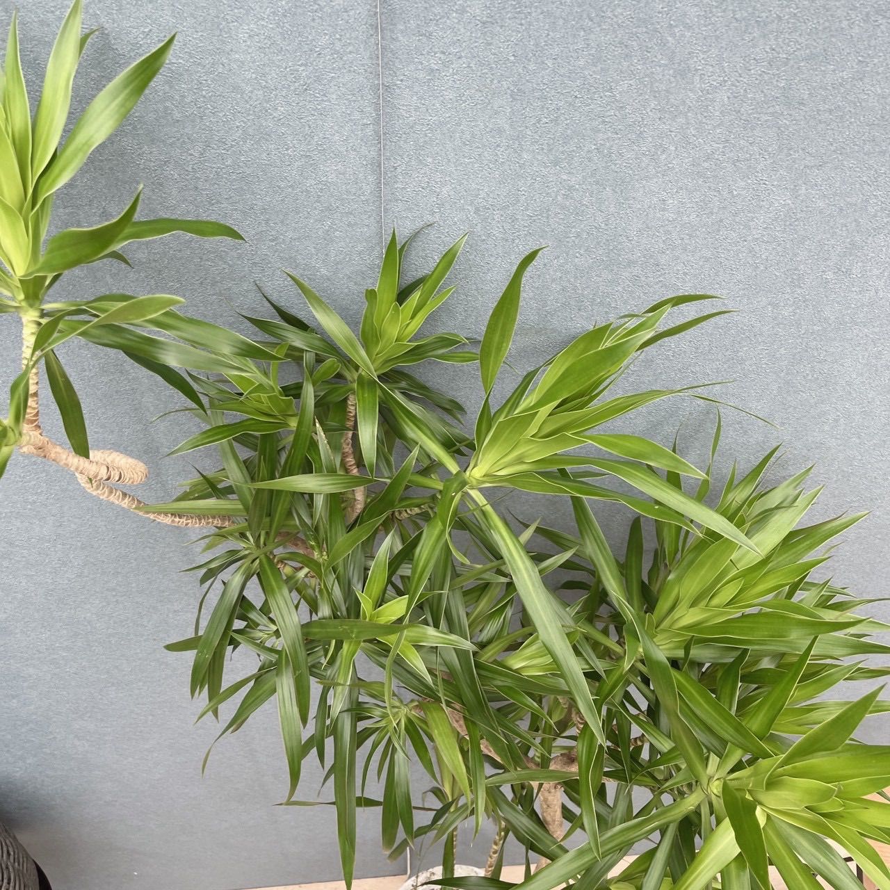 現品］【希少】22番 ドラセナ ナビー 8号 観葉植物 大型 室内 レア