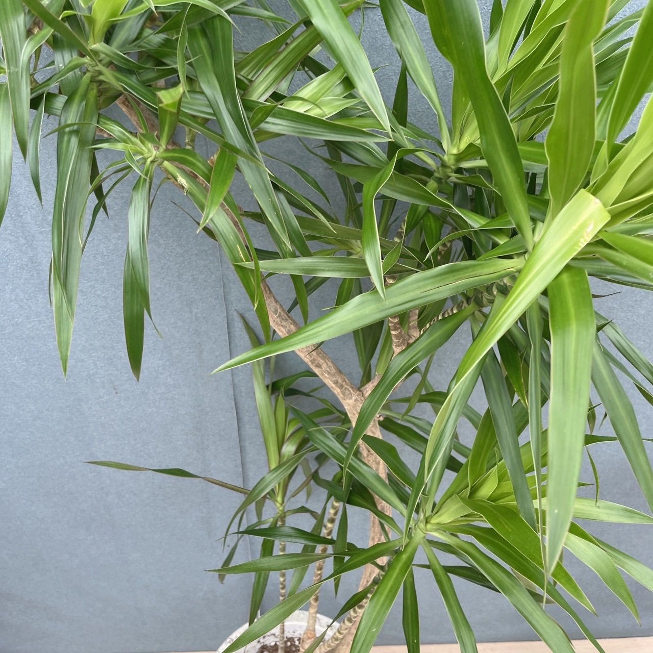 現品］【希少】22番 ドラセナ ナビー 8号 観葉植物 大型 室内 レア