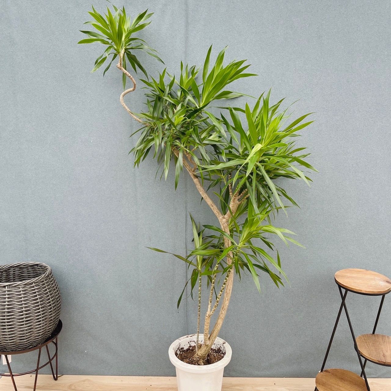 現品］【希少】22番 ドラセナ ナビー 8号 観葉植物 大型 室内 レア