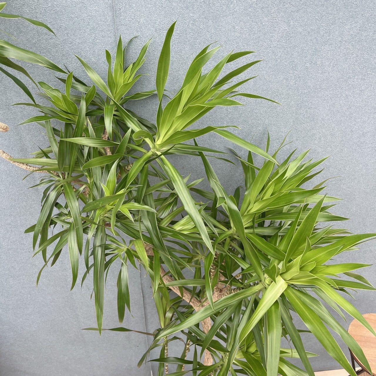 現品］【希少】22番 ドラセナ ナビー 8号 観葉植物 大型 室内 レア 