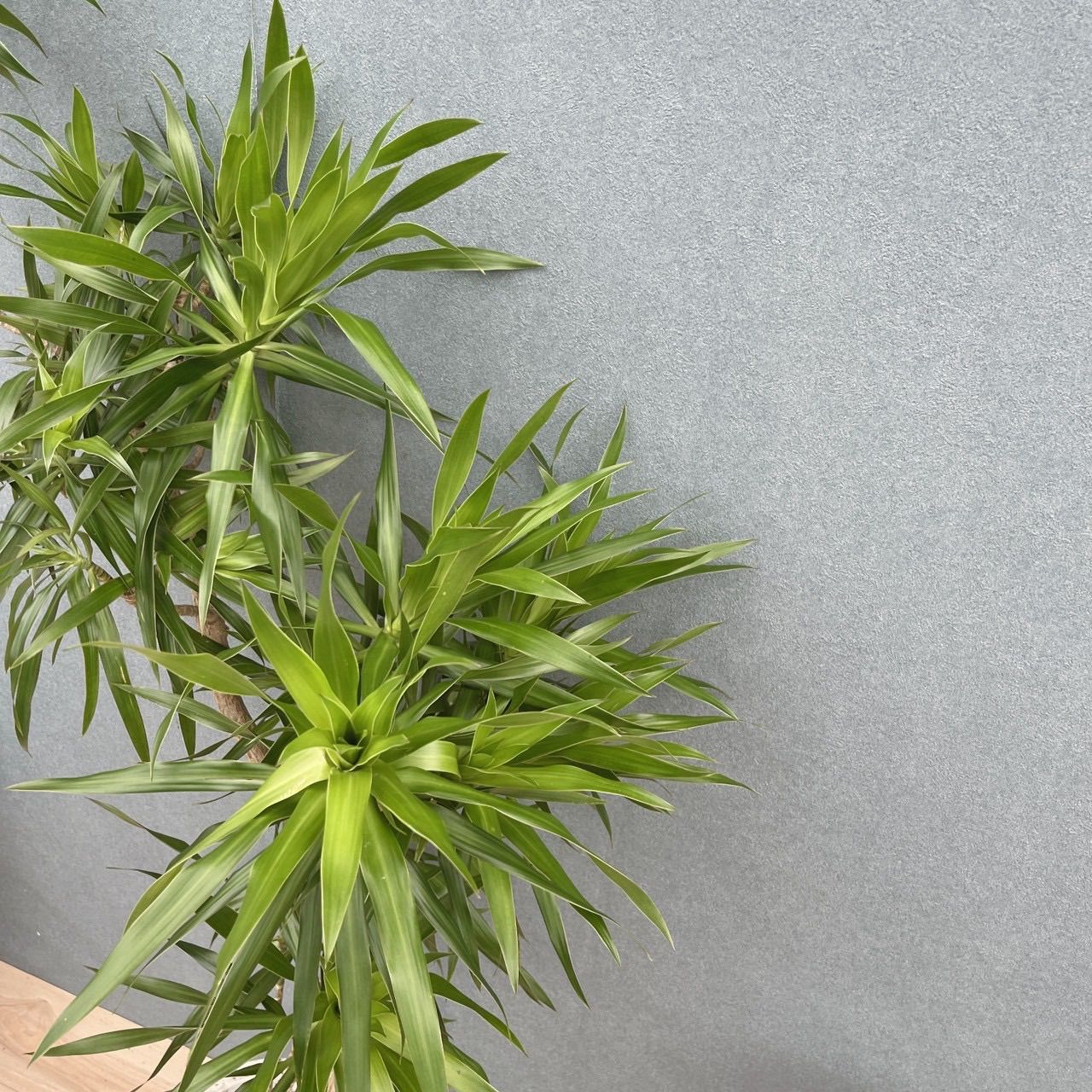 現品］【希少】22番 ドラセナ ナビー 8号 観葉植物 大型 室内 レア 