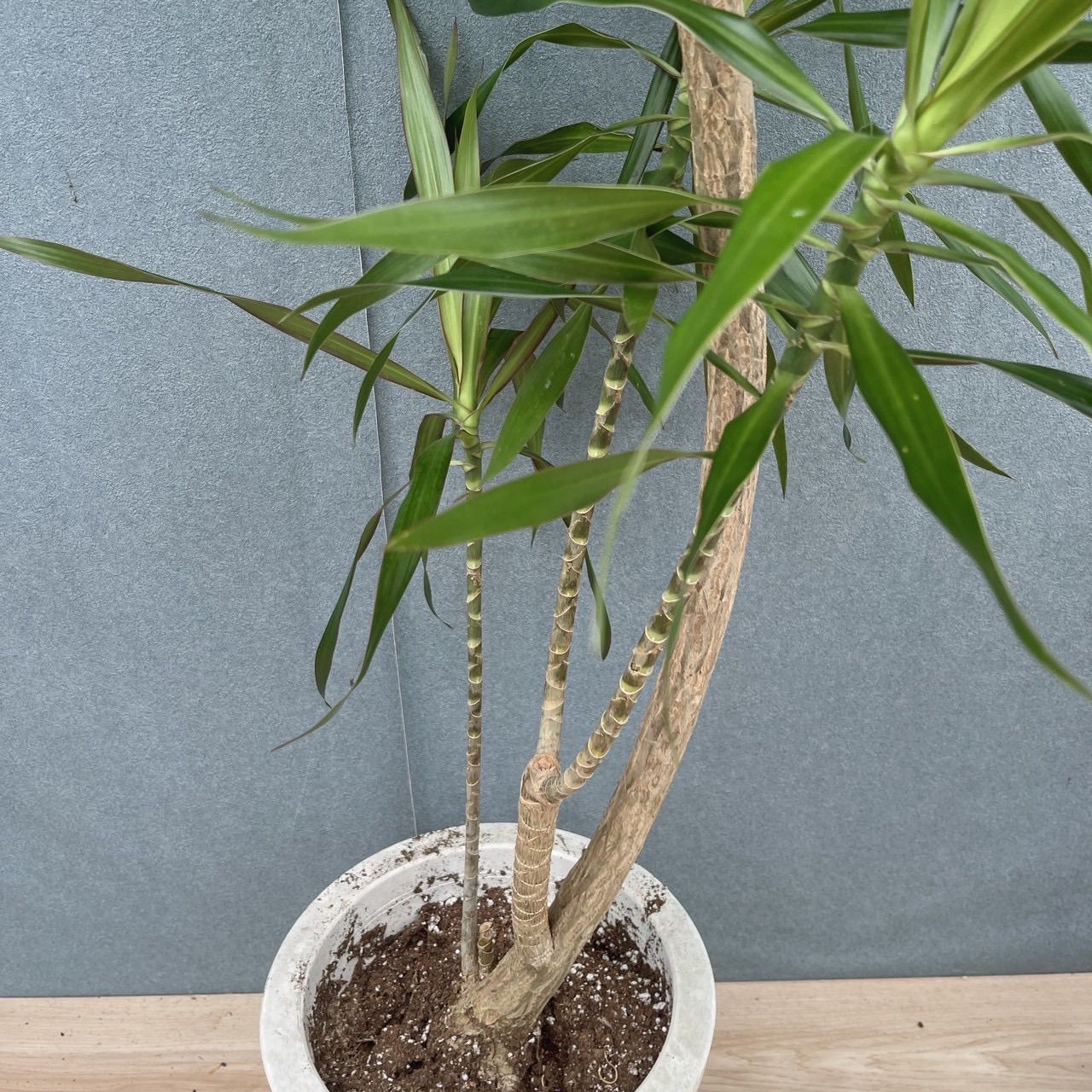 現品］【希少】22番 ドラセナ ナビー 8号 観葉植物 大型 室内 レア