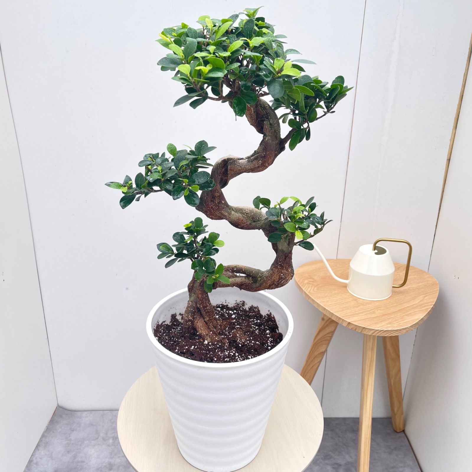 ガジュマル 曲がり S字 15【現品】観葉植物 室内 6号 - メルカリ