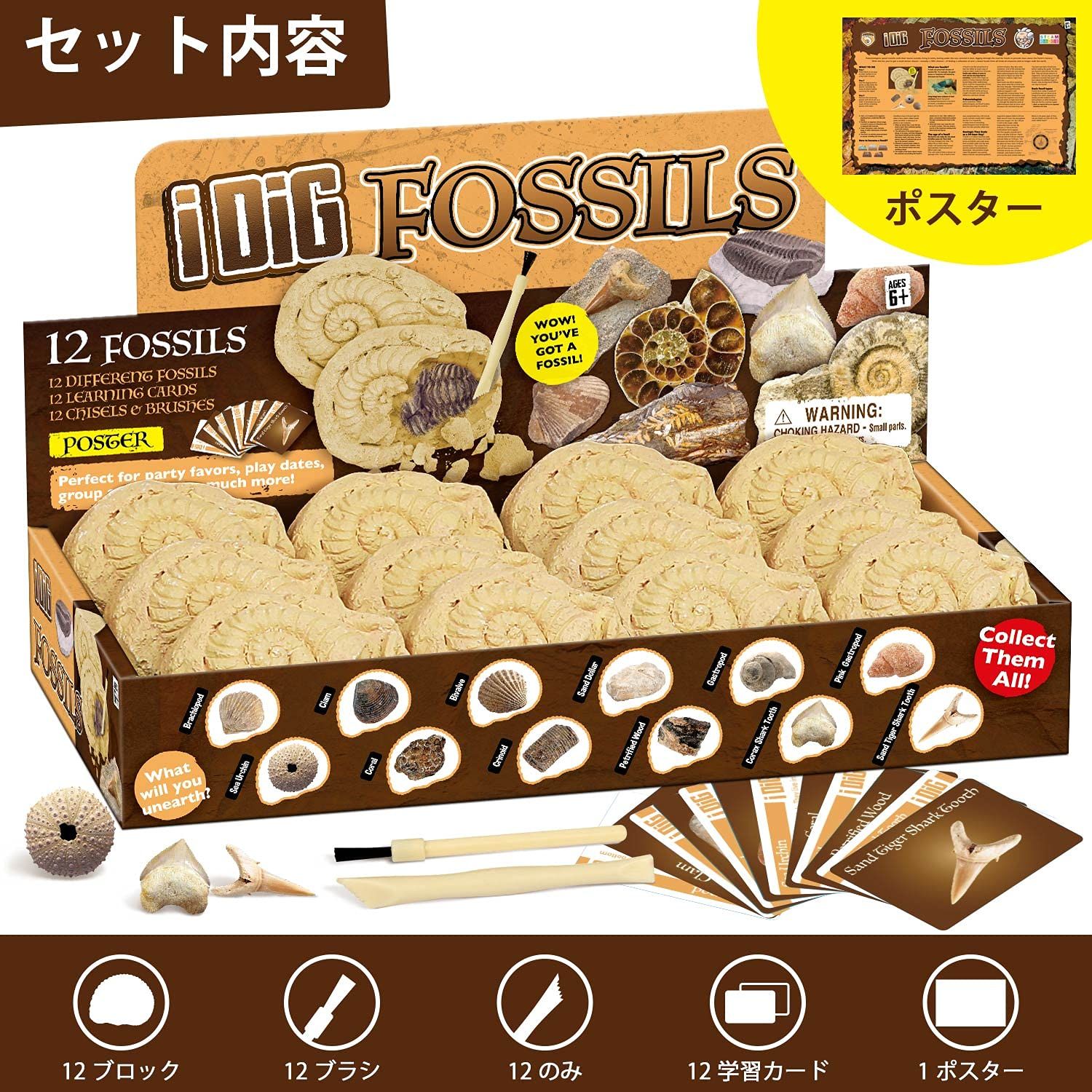 新品 XXTOYS 化石発掘キット 化石標本 化石 発掘 キット 天然化石 発掘