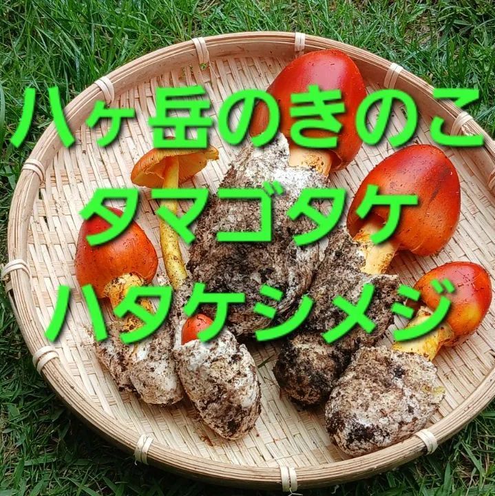 天然きのこ タマゴタケ・ハタケシメジ800g 八ヶ岳産 - メルカリ