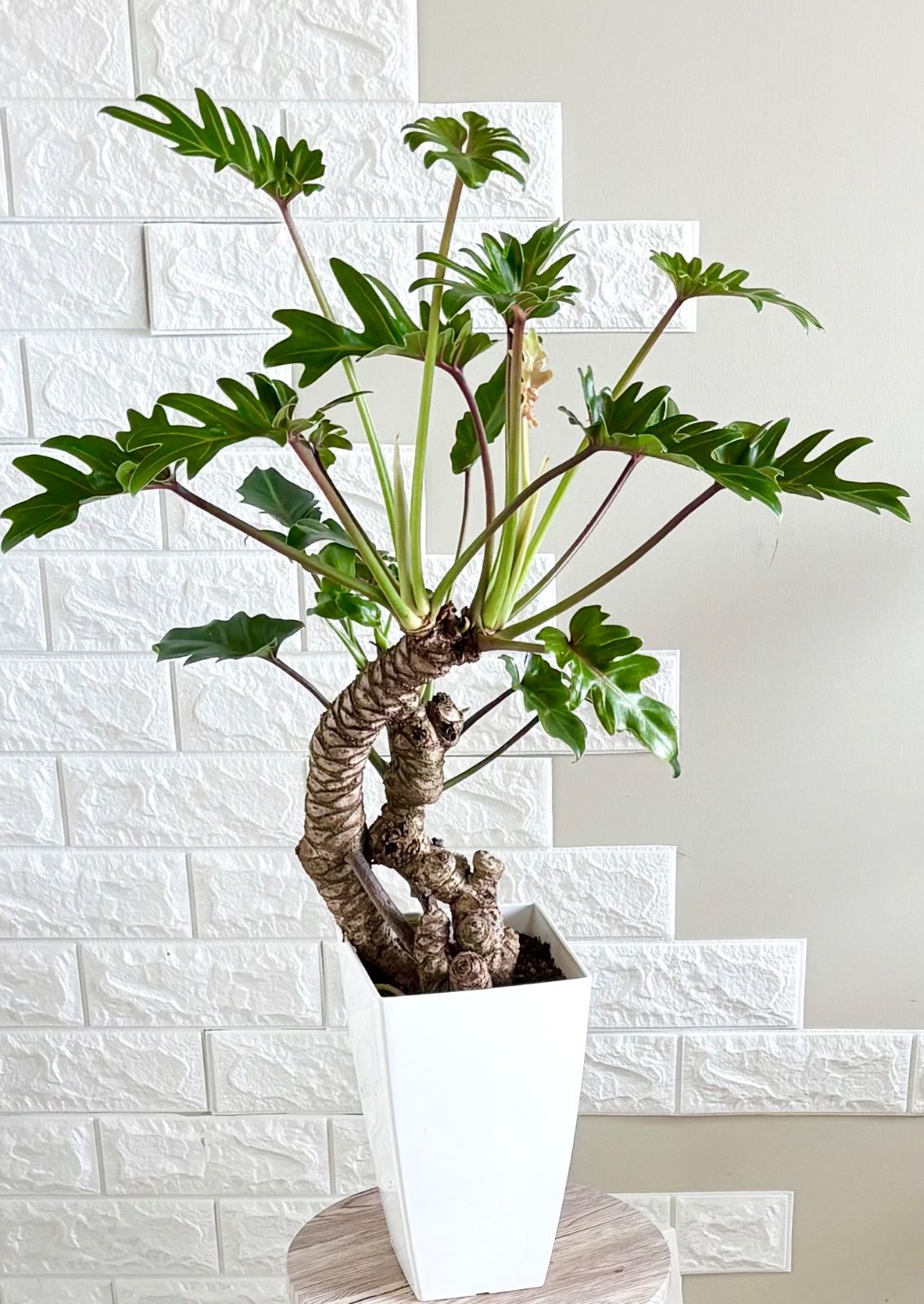 【現品】フィロデンドロン　クッカバラ　幹上がり　7号鉢　観葉植物