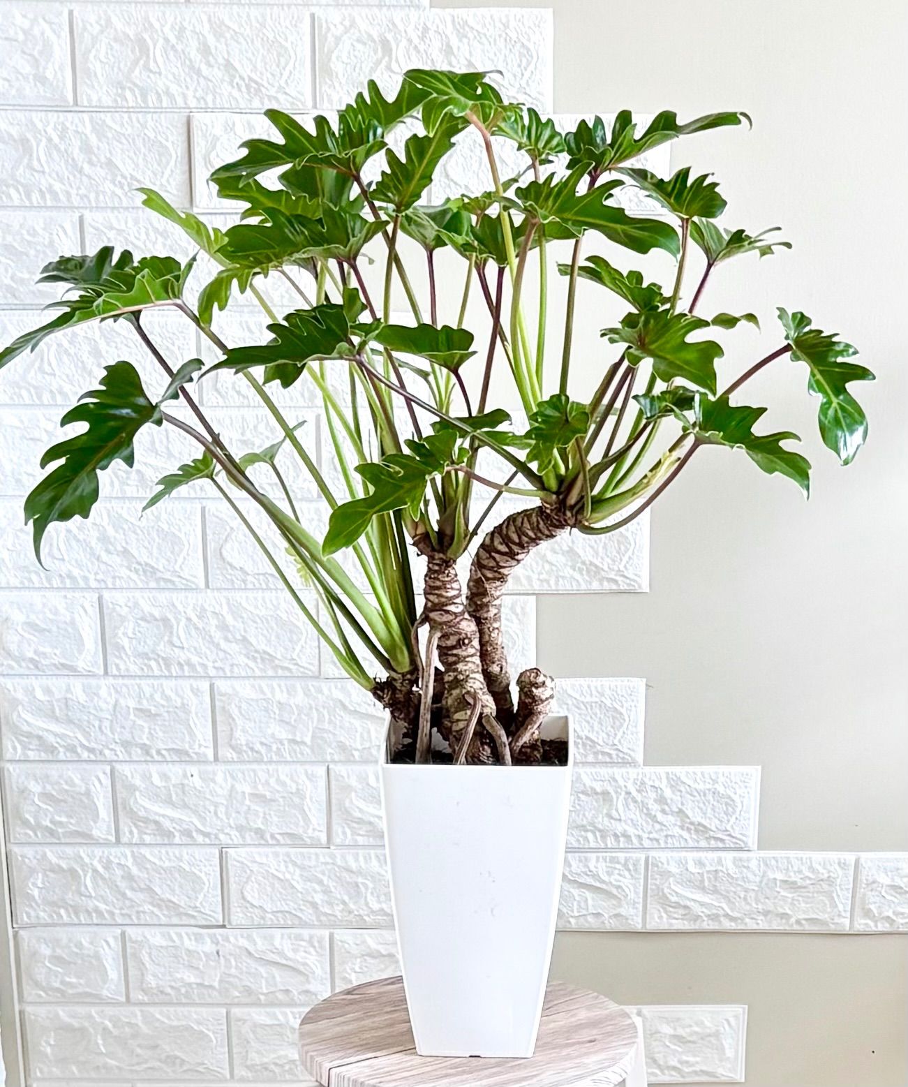 【現品】フィロデンドロン　クッカバラ　幹上がり　7号鉢　観葉植物