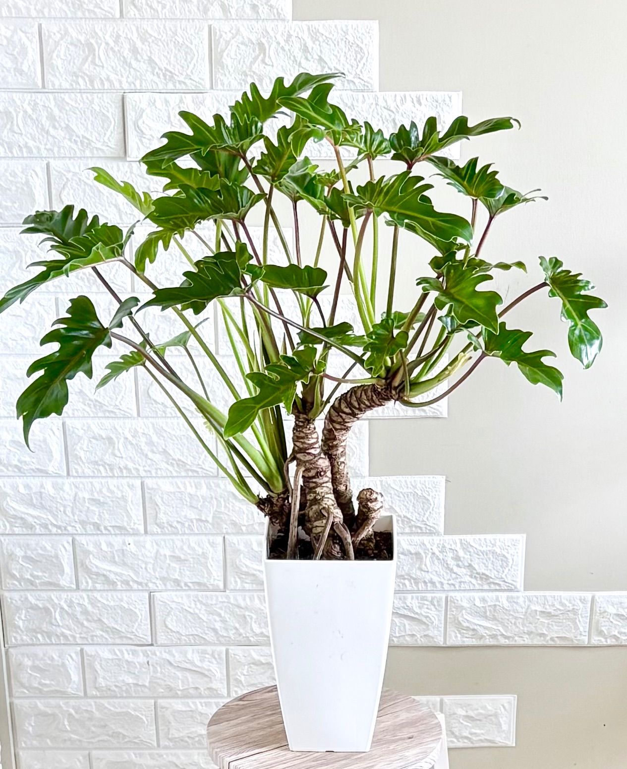 現品】フィロデンドロン クッカバラ 幹上がり 7号鉢 観葉植物 - メルカリ