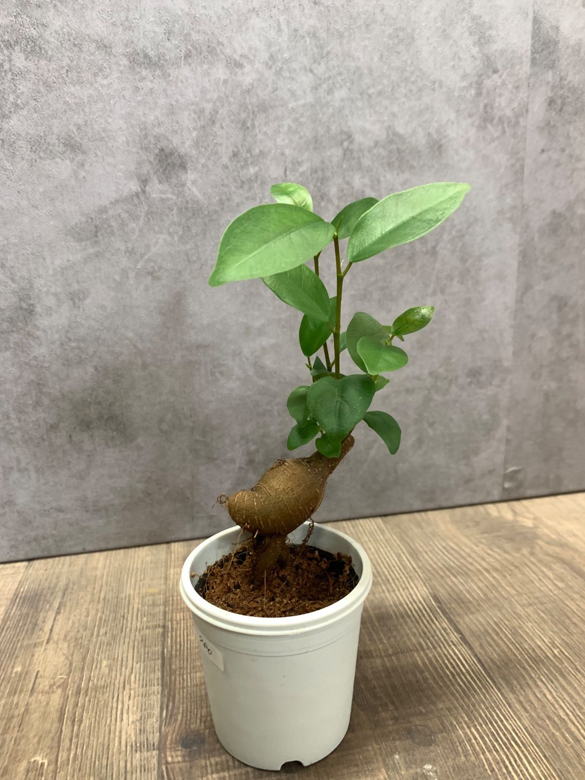 ガジュマル 観葉植物 a25サイズ鉢ごと - メルカリ