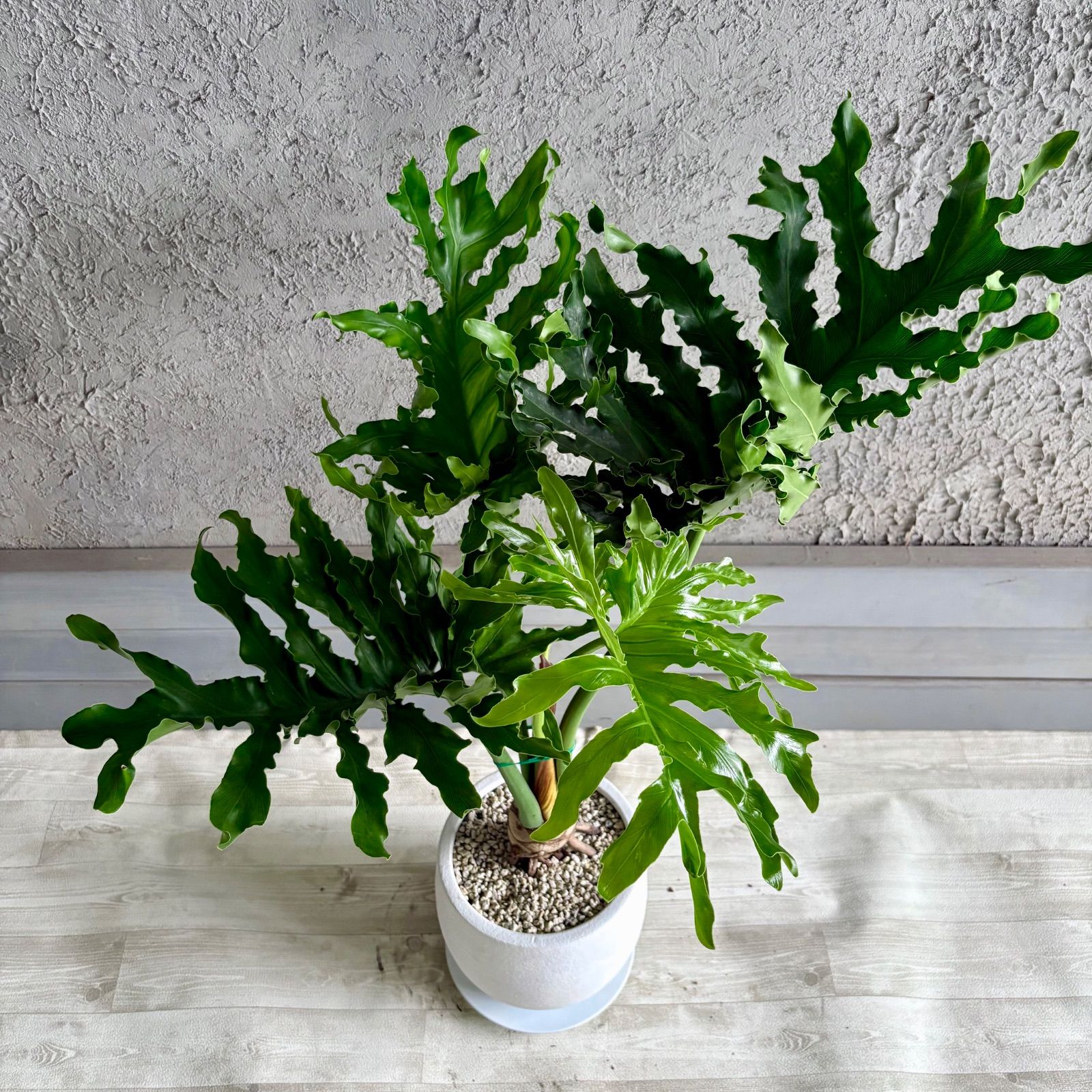根上がり フィロデンドロン セローム 7号 テラコッタ鉢植え ホワイト