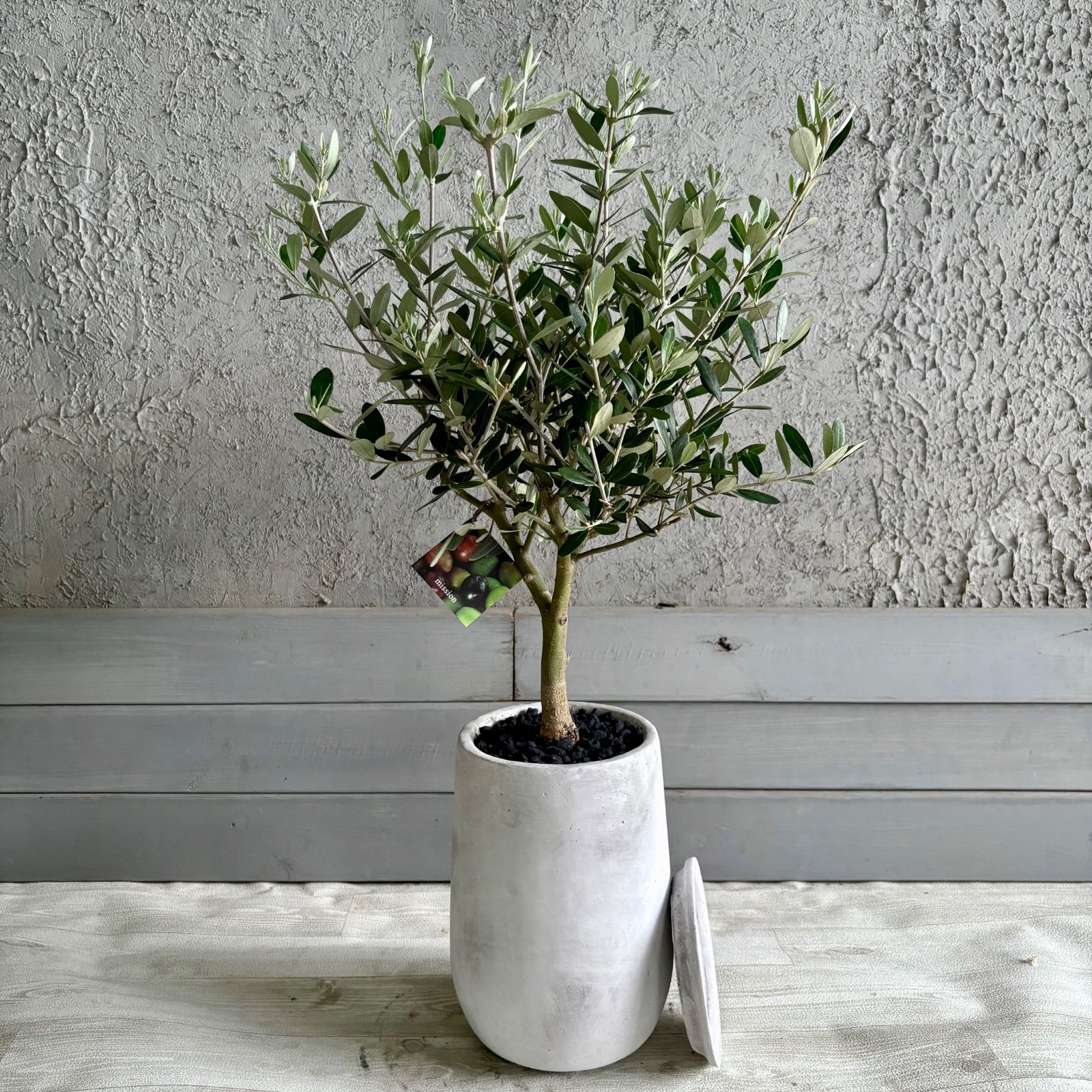 【厳選された植物と鉢】人気品種　美形　オリーブの木　souju　ミッション　6号　テラコッタ性鉢植え　ホワイト　受け皿付き