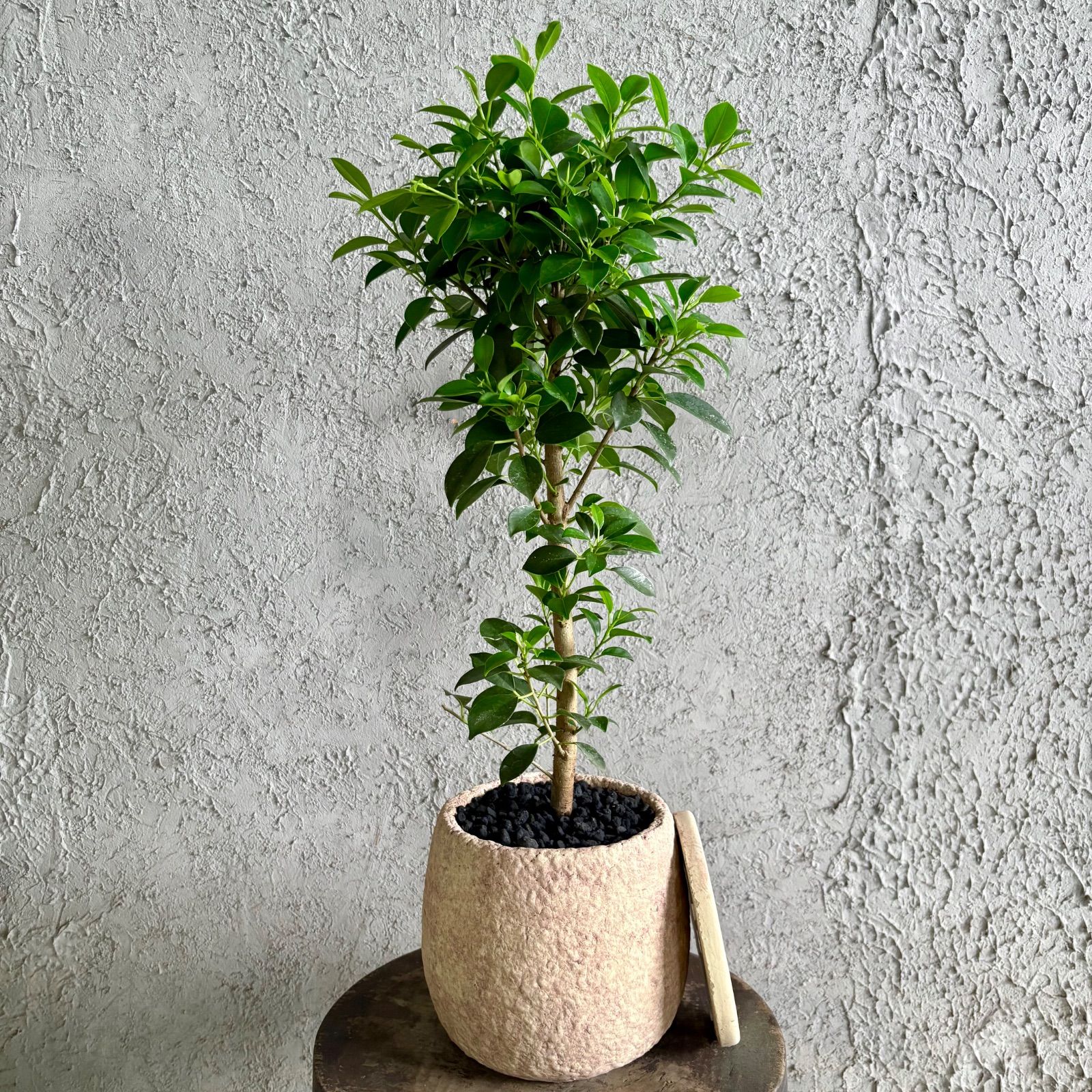 美形 ガジュマル 6号 テラコッタ性鉢植え ベージュ 受け皿付き - メルカリ