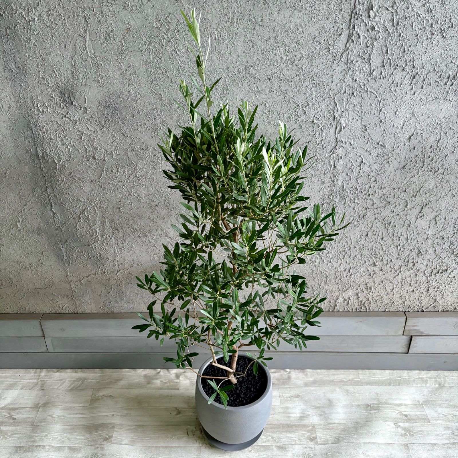 大型 美形 オリーブの木 シプレッシーノ 9号 テラコッタ鉢植え