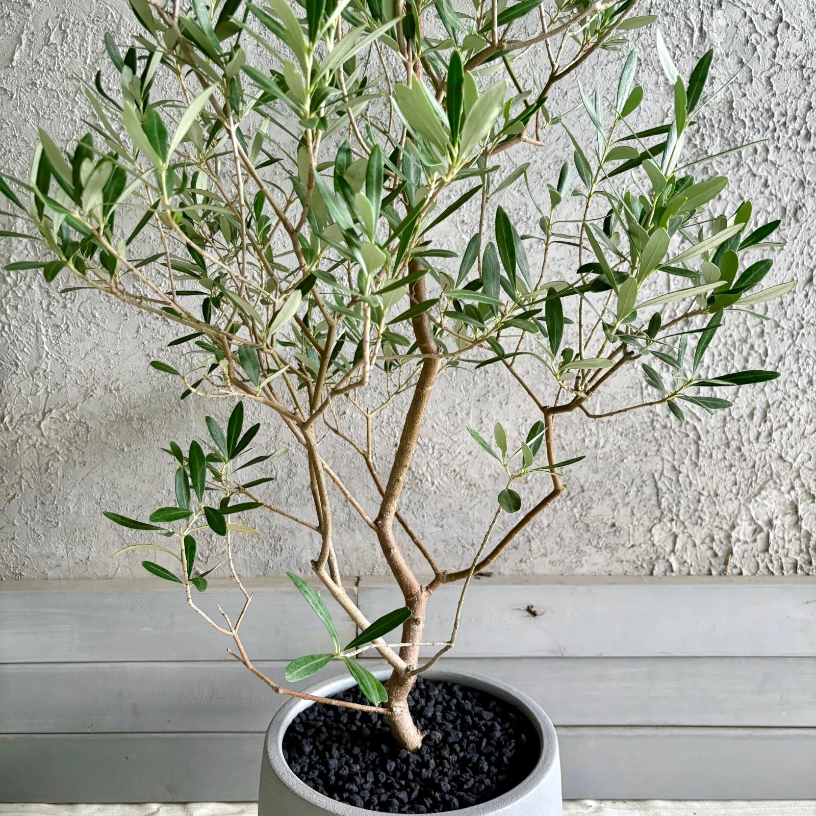 大型 美形 オリーブの木 シプレッシーノ 9号 テラコッタ鉢植え