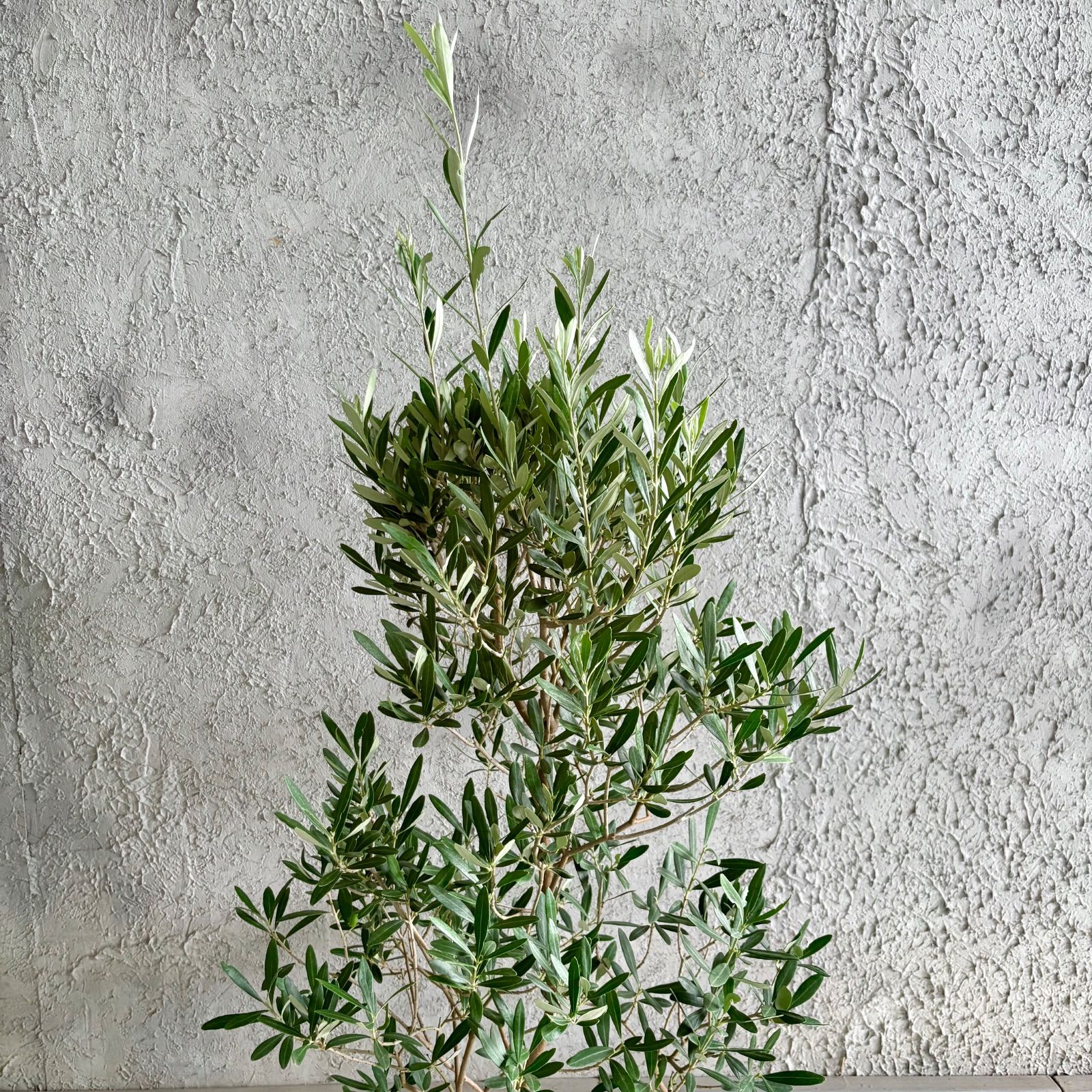大型 美形 オリーブの木 シプレッシーノ 9号 テラコッタ鉢植え