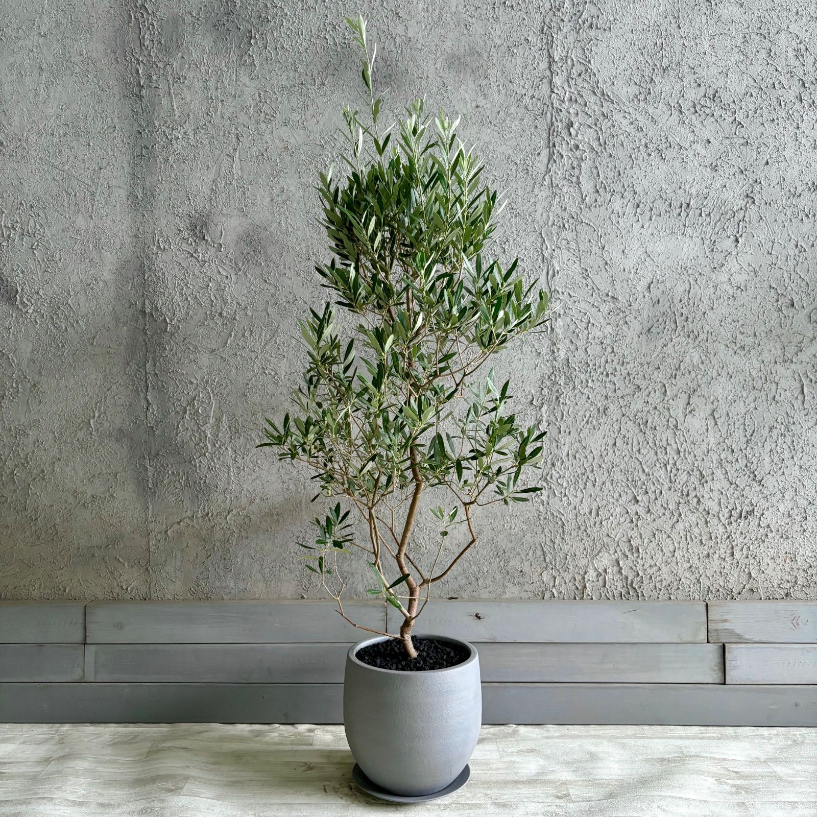 大型 美形 オリーブの木 シプレッシーノ 9号 テラコッタ鉢植え