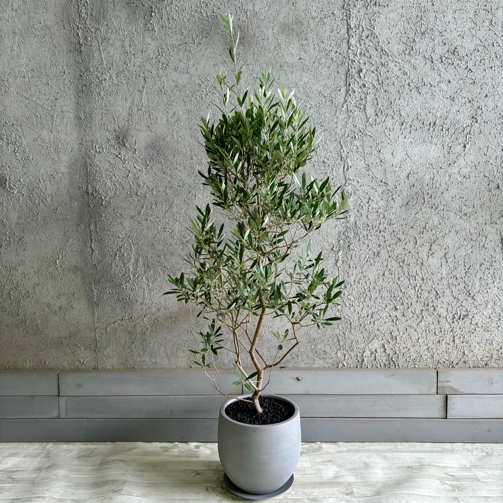 大型 美形 オリーブの木 シプレッシーノ 9号 テラコッタ鉢植え