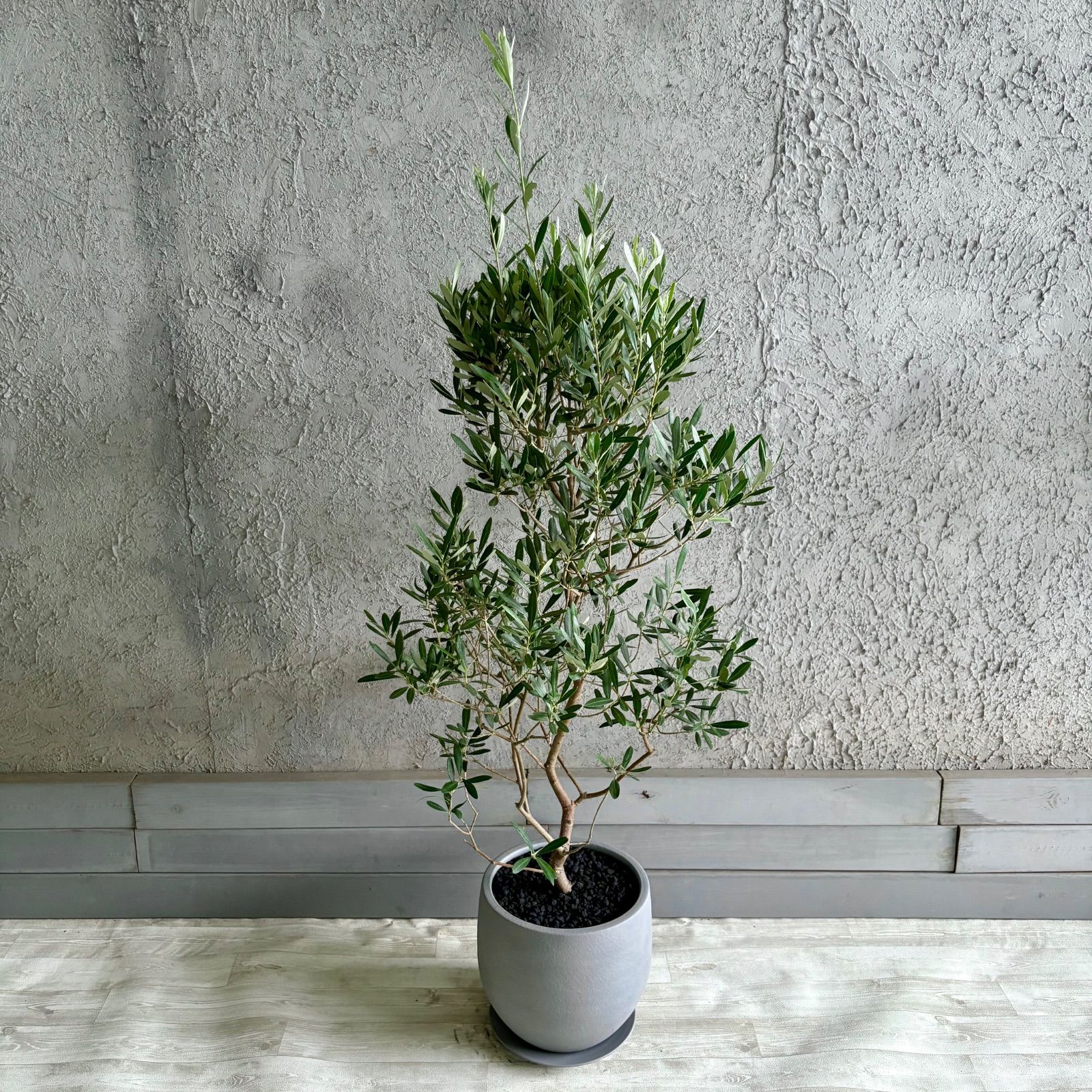 大型 美形 オリーブの木 シプレッシーノ 9号 テラコッタ鉢植え