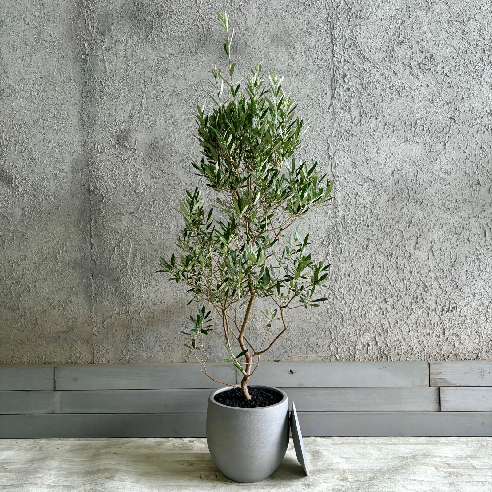 大型 美形 オリーブの木 シプレッシーノ 9号 テラコッタ鉢植え