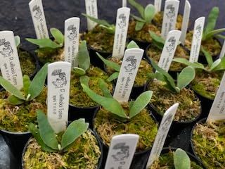 frog_yamato【willinckii yellow moon dwarf 】YMDS イエロームーン