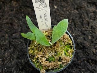 frog_yamato【willinckii yellow moon dwarf 】YMDS イエロームーン