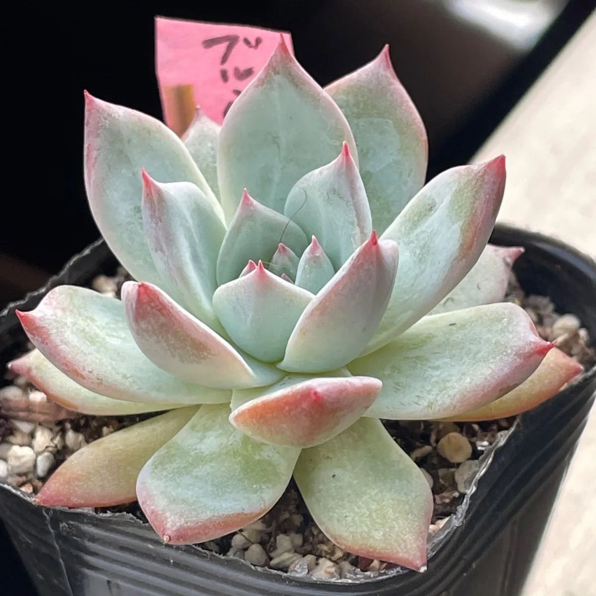 多肉植物♡ブルーバード❤︎抜き苗(根付き) - メルカリ