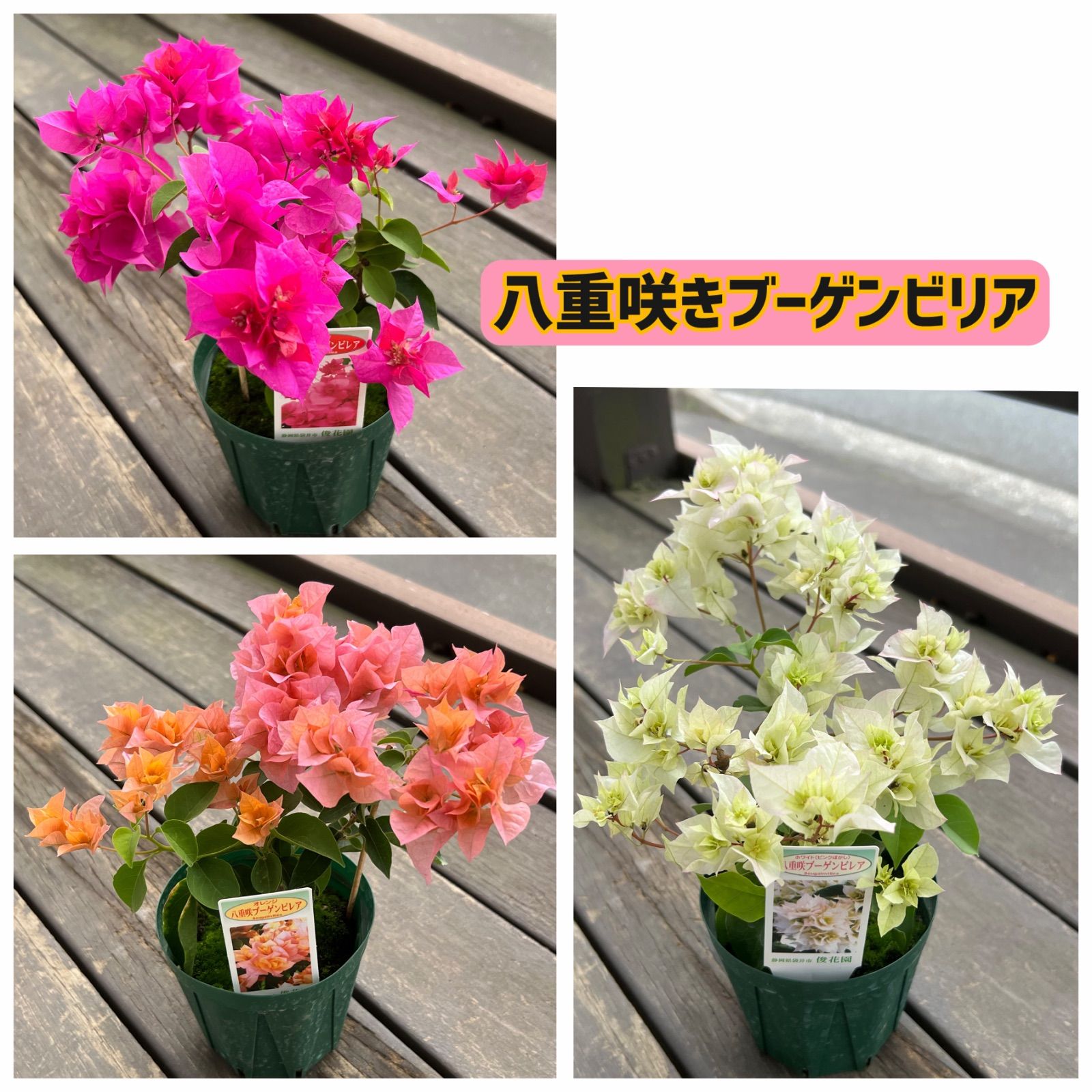 八重咲ブーゲンビレア 1鉢販売‼︎ - メルカリ