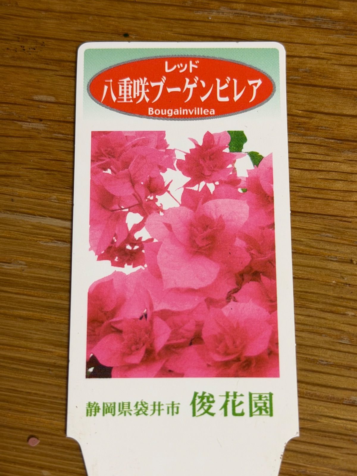 八重咲ブーゲンビレア 1鉢販売‼︎ - メルカリ
