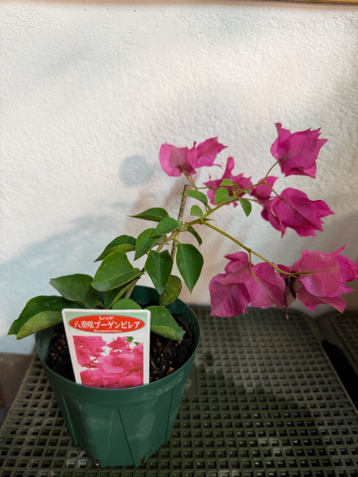 八重咲ブーゲンビレア 1鉢販売‼︎ - メルカリ