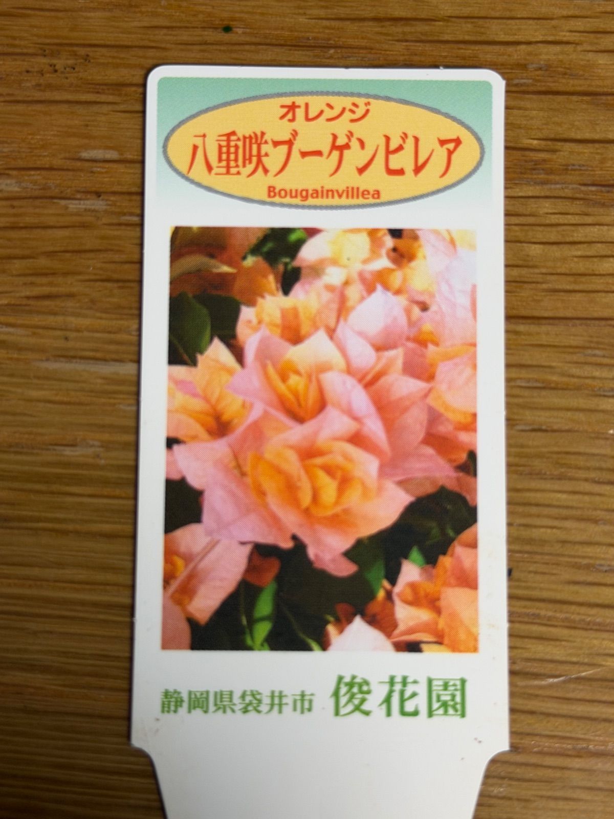 八重咲ブーゲンビレア 1鉢販売‼︎ - メルカリ
