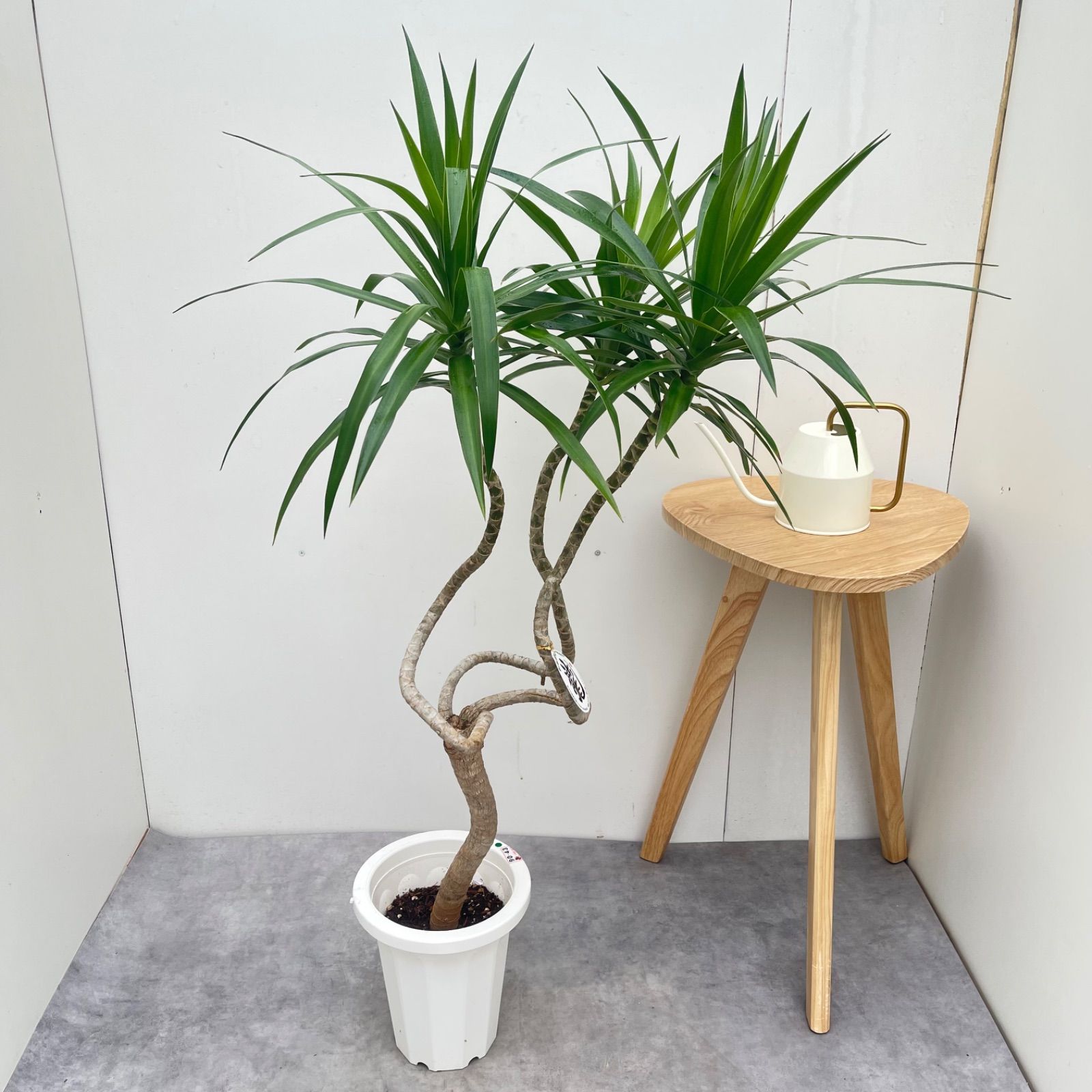 ドラセナ ナビー 龍 1【現品】☆希少☆ 観葉植物 室内 7号 - メルカリ