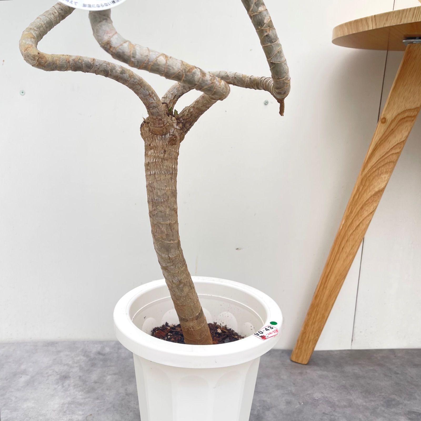 ドラセナ ナビー 龍 1【現品】☆希少☆ 観葉植物 室内 7号 - メルカリ