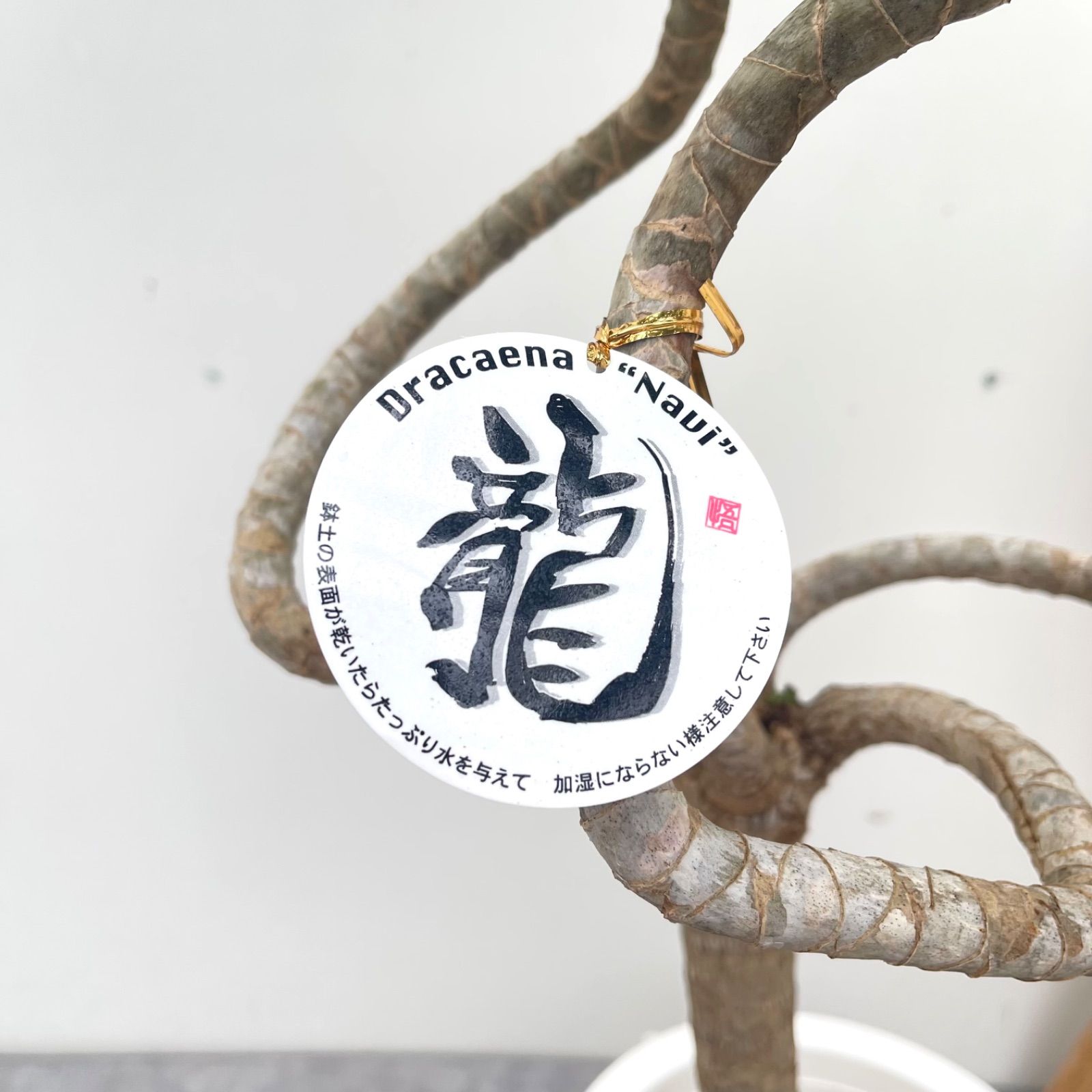 ドラセナ ナビー 龍 1【現品】☆希少☆ 観葉植物 室内 7号 - メルカリ