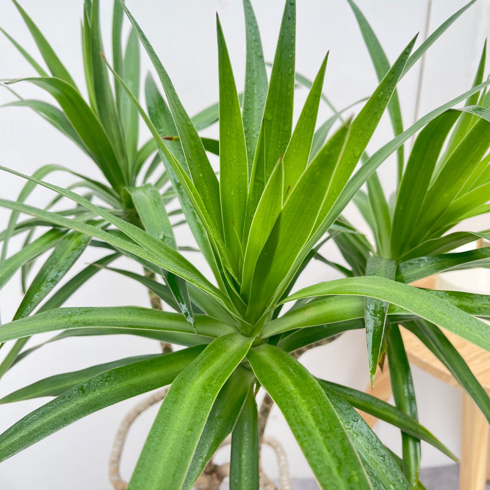 ドラセナ ナビー 龍 1【現品】☆希少☆ 観葉植物 室内 7号 - メルカリ