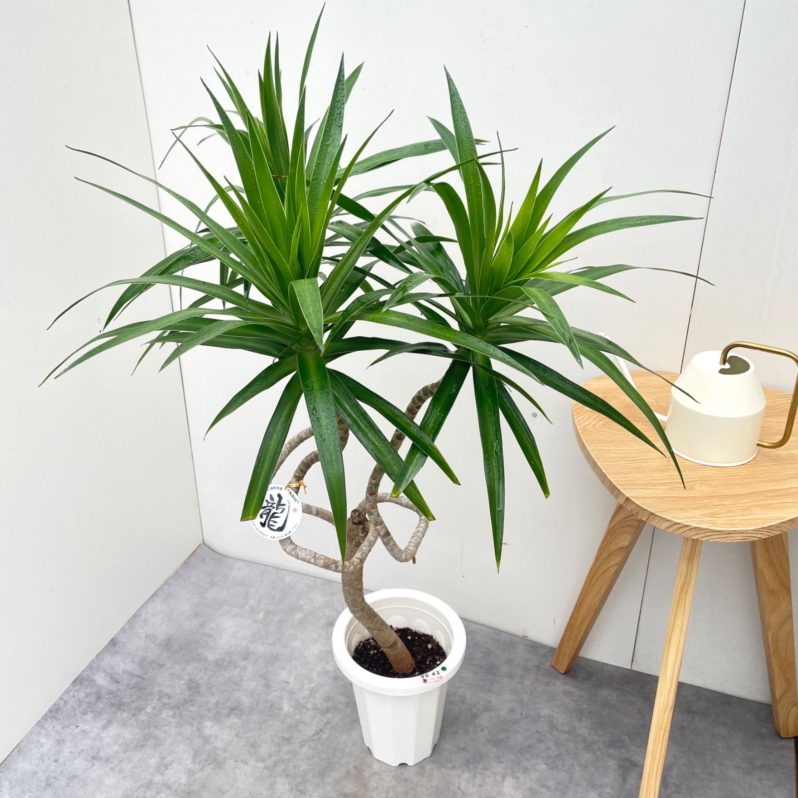 ドラセナ ナビー 龍 1【現品】☆希少☆ 観葉植物 室内 7号 - メルカリ