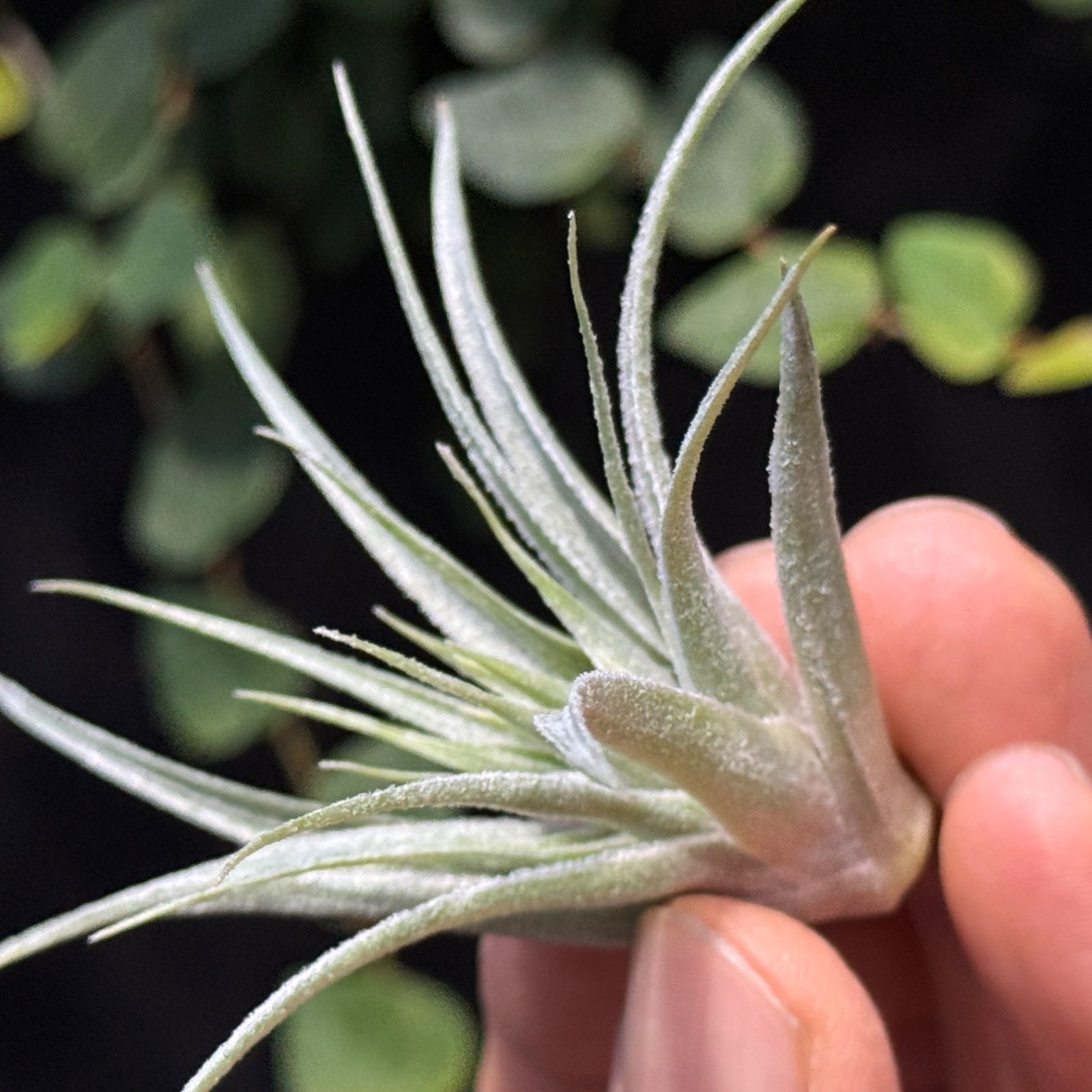 現品＊ネコポス匿名＊メタリックシルバーな輝き＊ チランジア ロゼイフローラ Tillandsia roseiflora＊エアプランツ＠フラワーショップ江口
