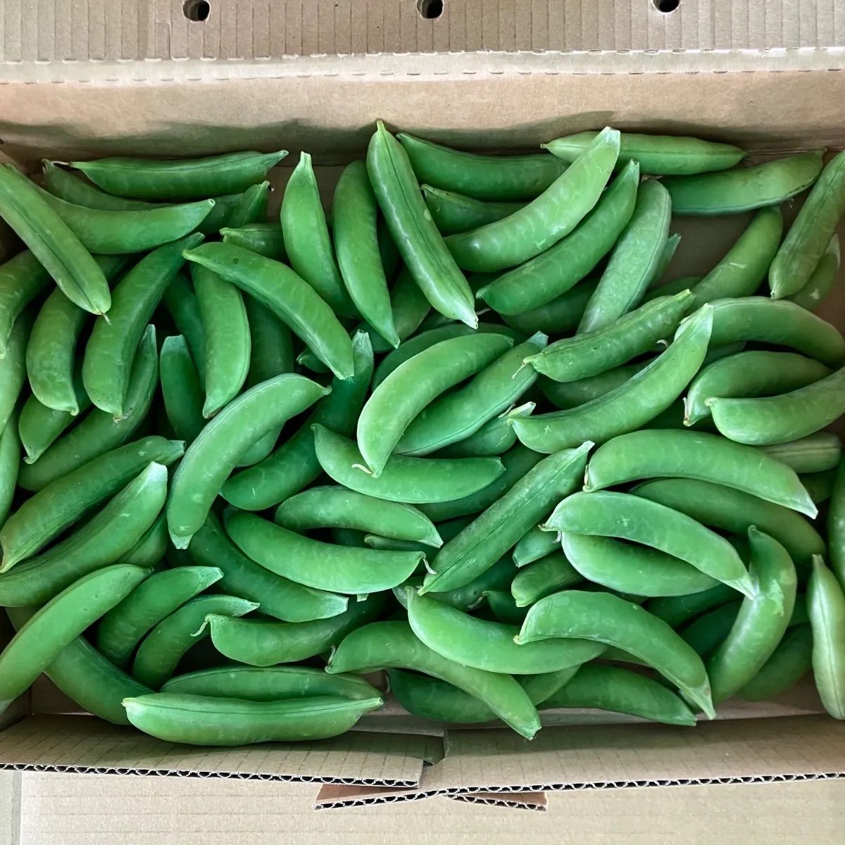 スナップえんどう 約9kg 送料込 北海道産スナップえんどう 訳あり1kg／クール便 - メルカリ