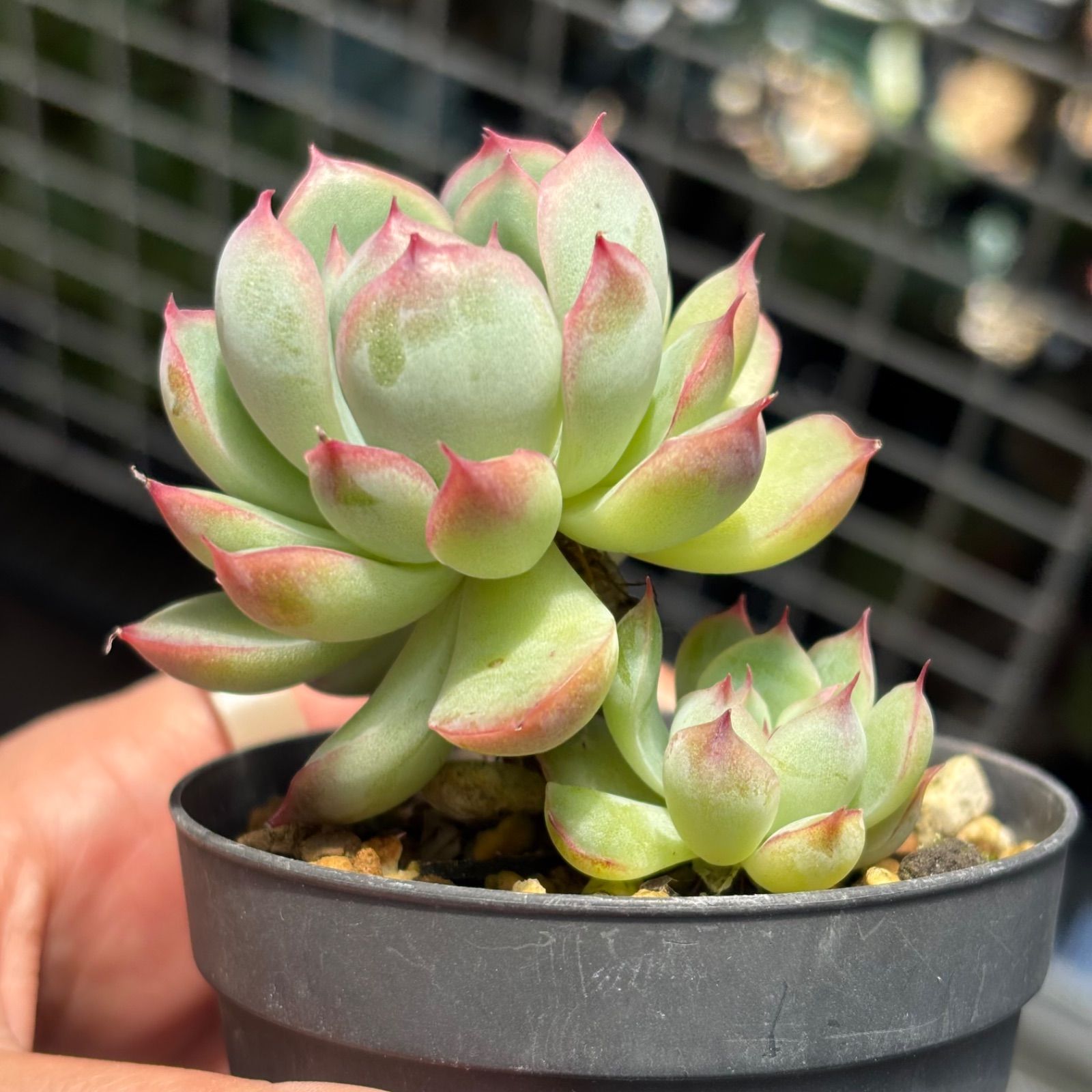 駿河ラン　予約　花終わりました　ぬき苗　保湿あり　メルカリ便 多肉植物 アラン 抜き苗 6/28 - メルカリ