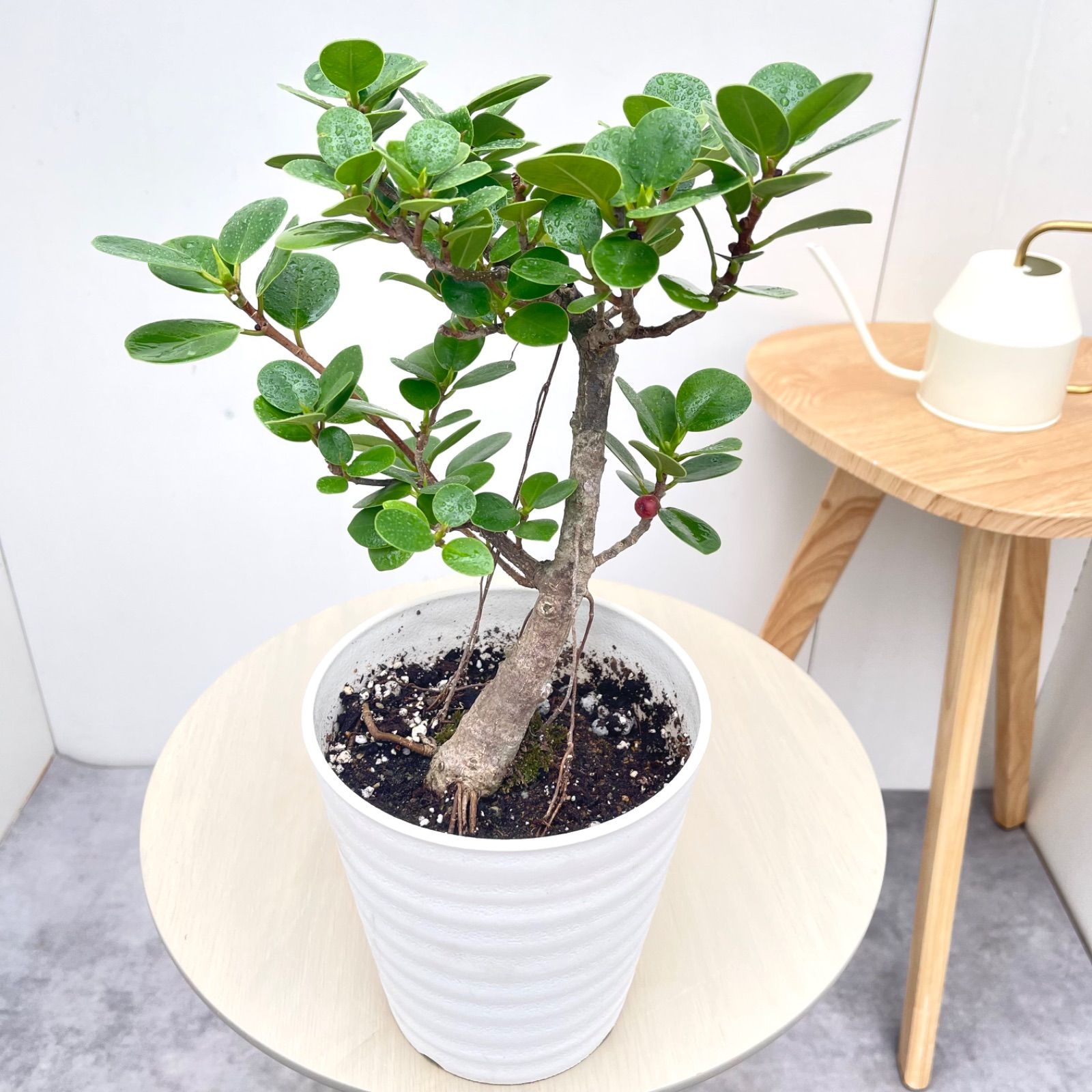 パンダガジュマル パンダガジュマル 16【現品】☆希少☆ 観葉植物 5号 - メルカリ
