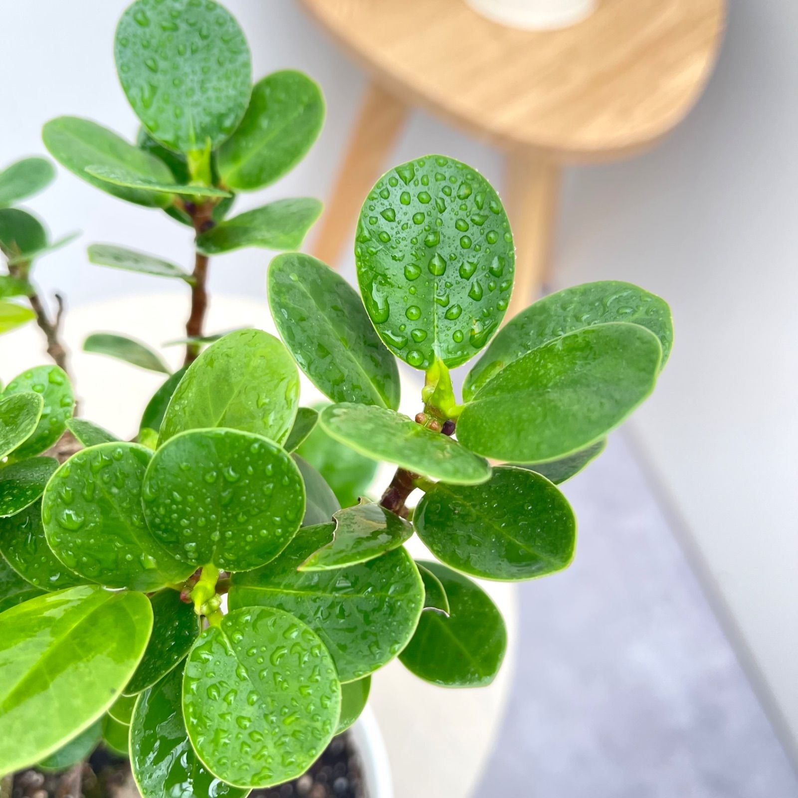 パンダガジュマル 16【現品】☆希少☆ 観葉植物 5号 - メルカリ