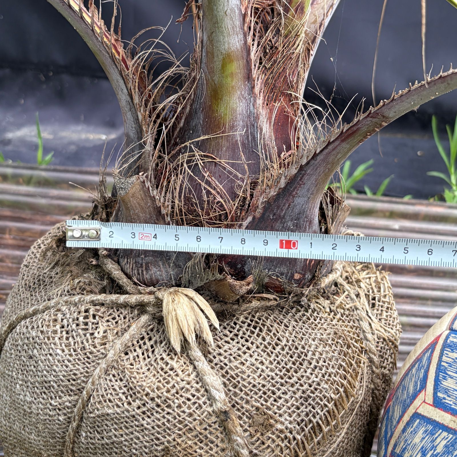 ココスヤシ 根巻き ドライガーデン 観葉植物 - メルカリ