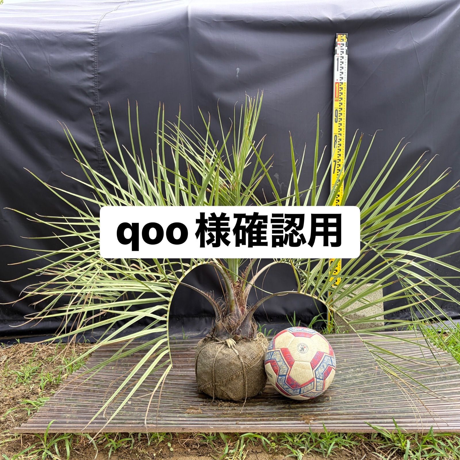 専用‼️ココスヤシ 鉢入り ドライガーデン 観葉植物 - メルカリ