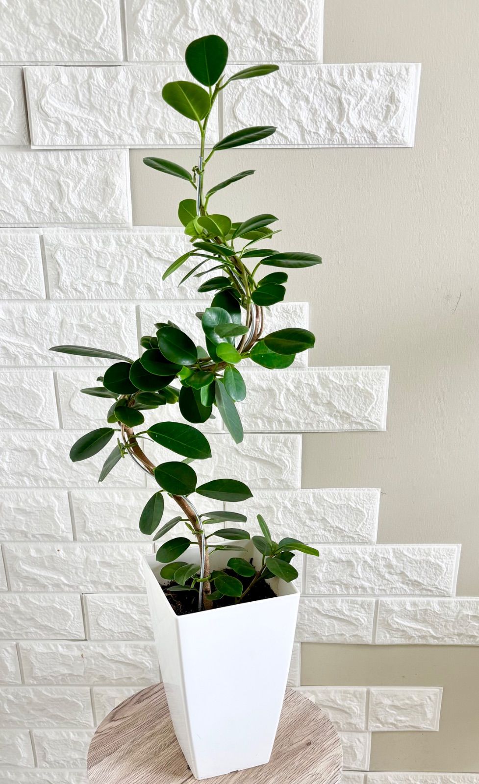 現品】パンダガジュマル 曲がり樹形 6号鉢 観葉植物 - メルカリ