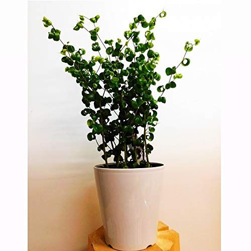 フィカス ベンジャミナ バロック 5号 観葉植物 ハートリング ficus benjamina baroque interior greenｍａ