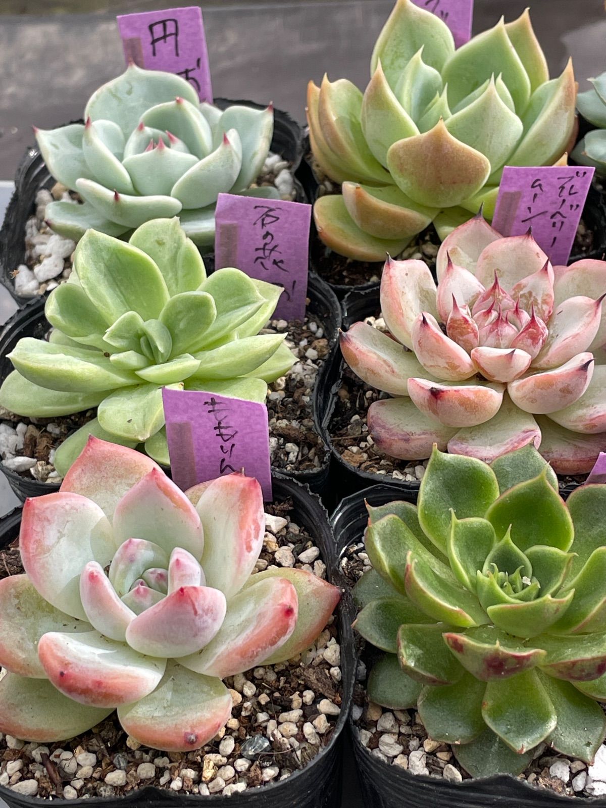 多肉植物ミックスベリア♡2号ポット9種セット❤︎抜き苗(根付き