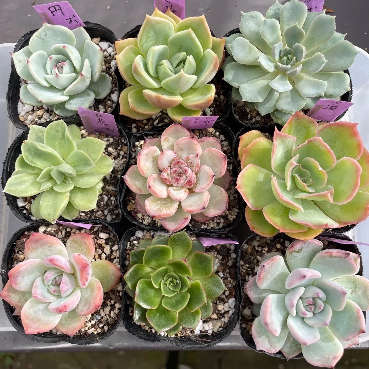 多肉植物ミックスベリア♡2号ポット9種セット❤︎抜き苗(根付き