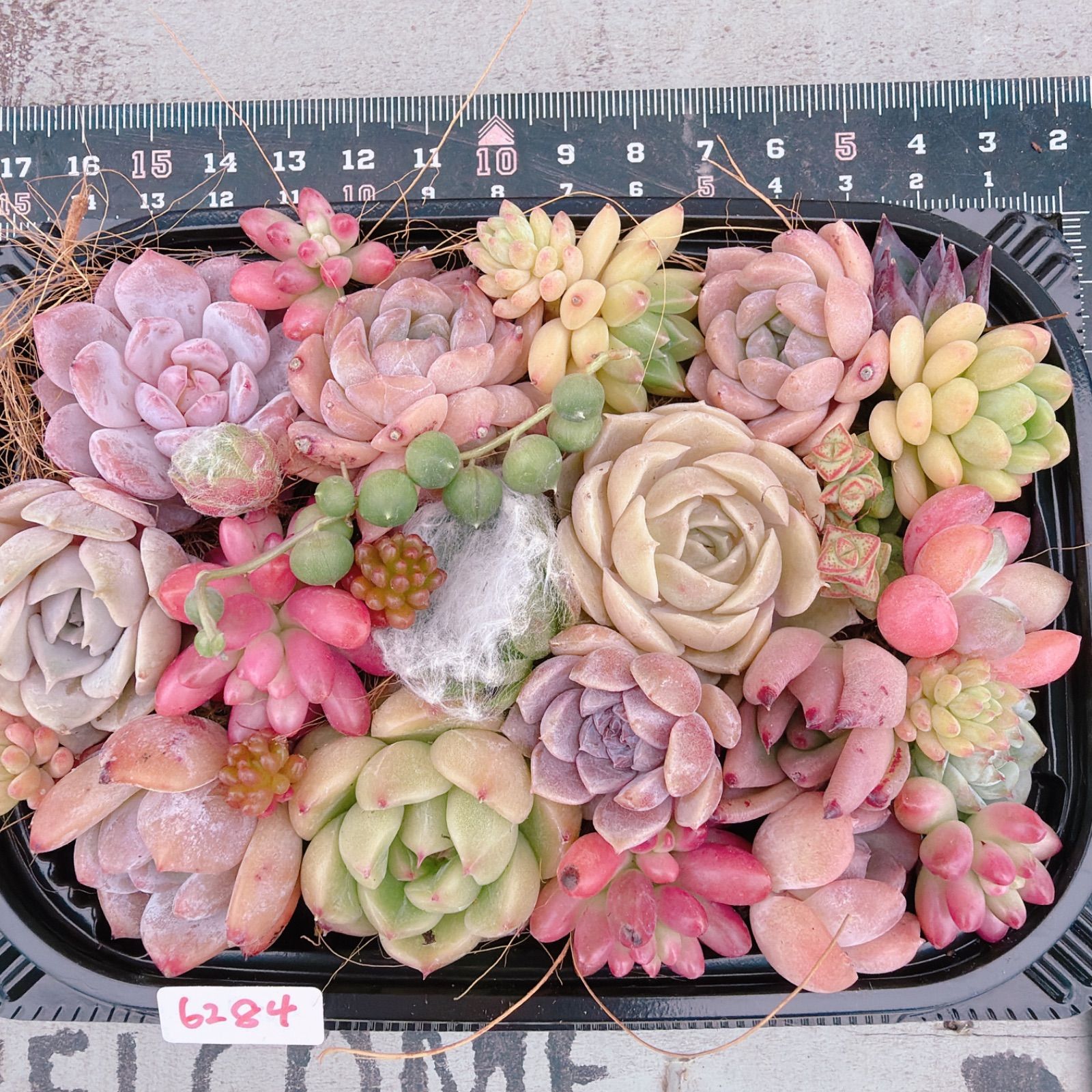 多肉植物 寄せ植えset♡6284 - メルカリ