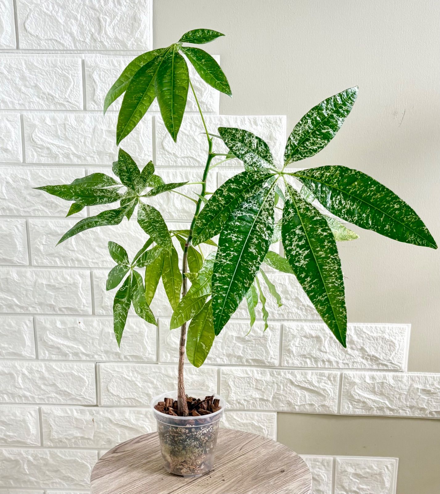 【現品】実生苗　斑入りパキラ　ミルキーウェイ　観葉植物