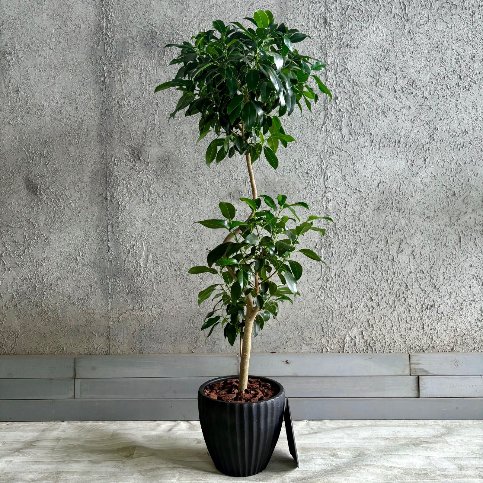 希少品種　大型　美形　フィカス　ジャンボリーフ　9号　テラコッタ鉢植え　ブラック　受け皿付き